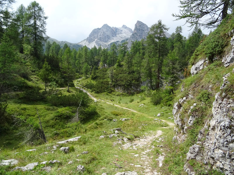 Daphne mezereum / Mezereo, fior di stecco